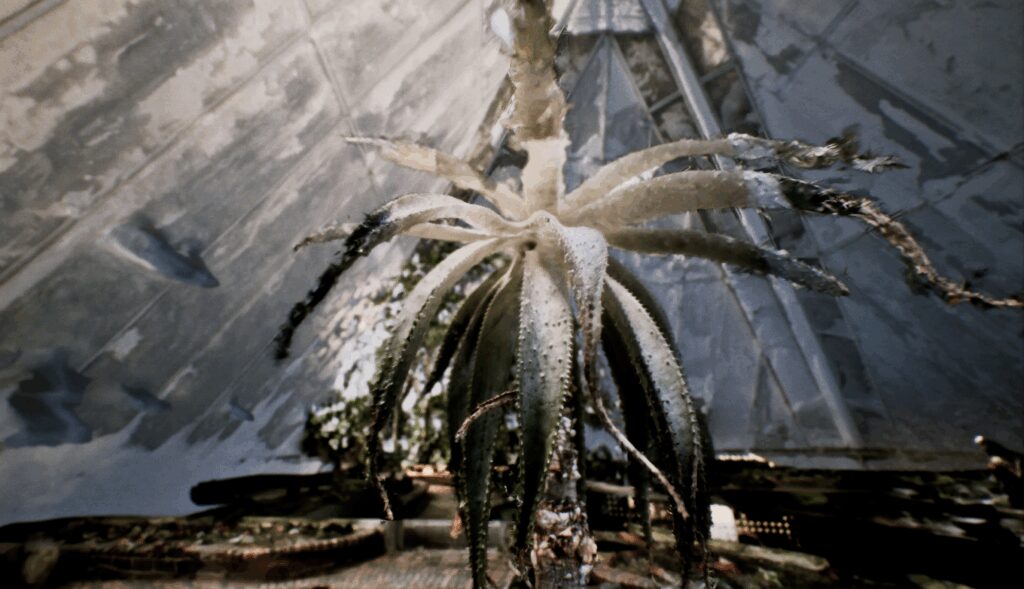 Trooppinen kasvi kasvihuoneessa