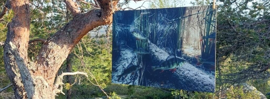 Välähdyksiä Iso-Syötteen huipulla – Syötteen alueella vaikuttavien taiteilijoiden ulkoilmataidenäyttely. Kuvassa Tiina Törmäsen teos vedenalaisesta maisemasta.