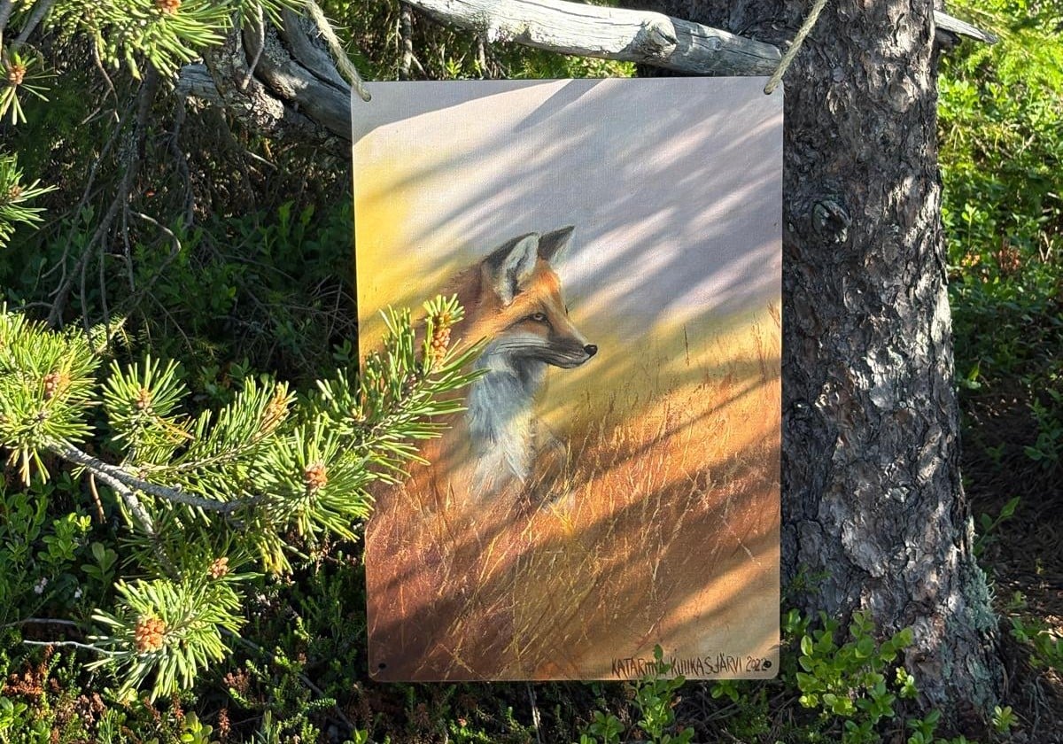 The fox by Katariina Kuukasjärvi on the top of the Iso-Syöte hill.