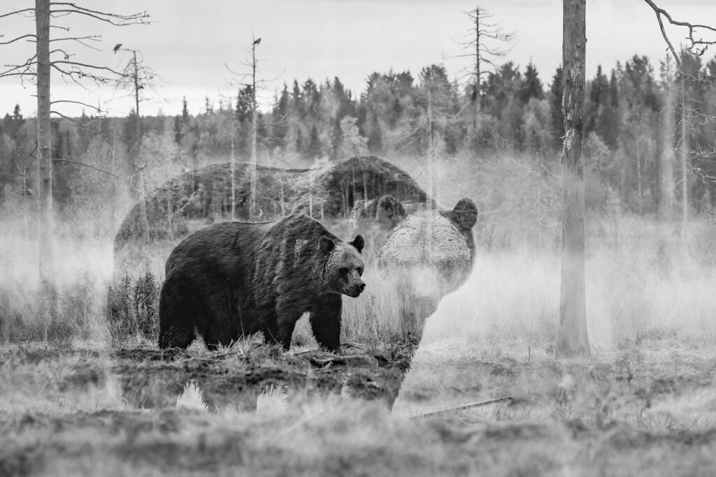 Nina Taskilan Karhun kunnailla -valokuvanäyttely avautuu joulukuussa.