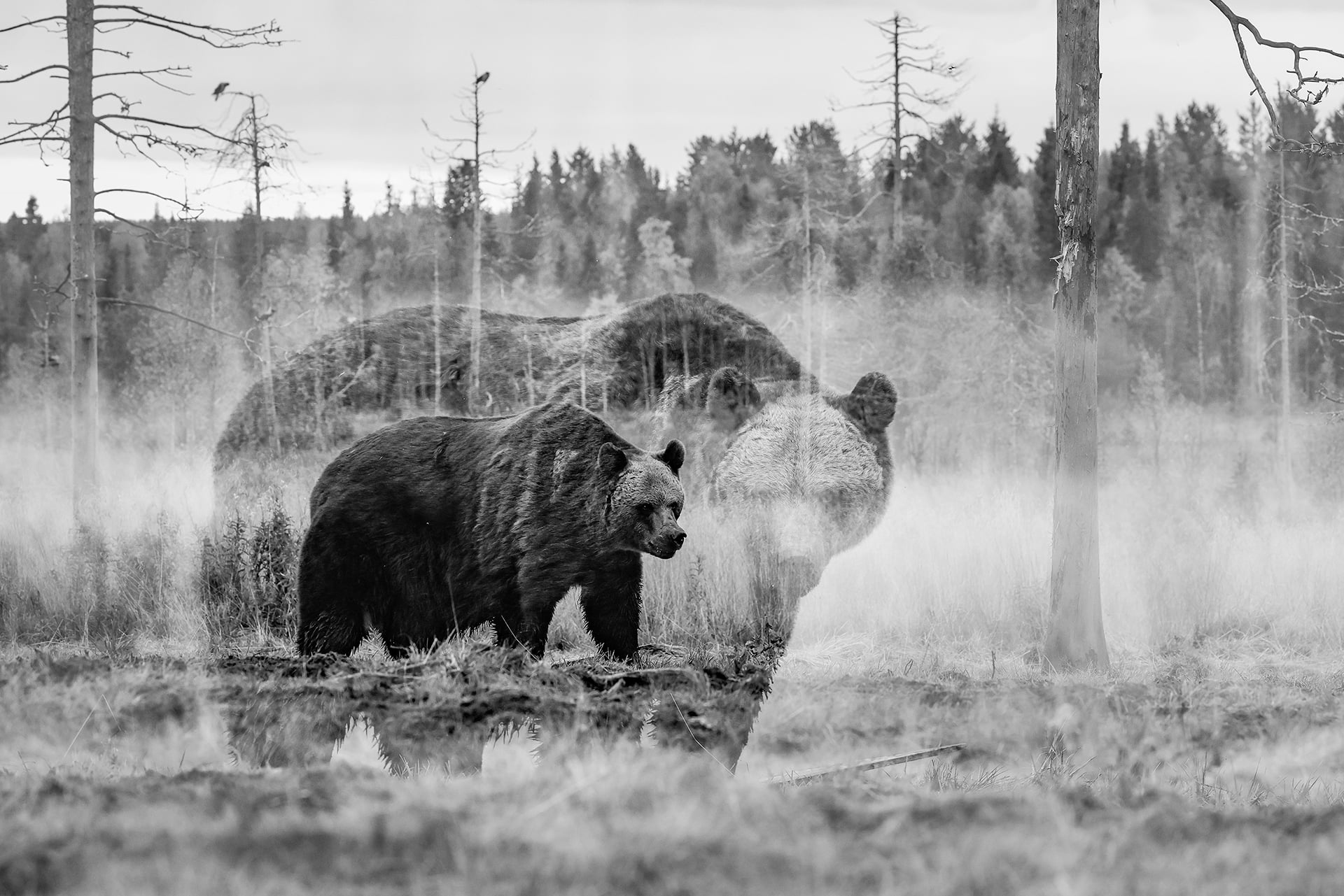 Nina Taskilan Karhun kunnailla -valokuvanäyttely avautuu joulukuussa.
